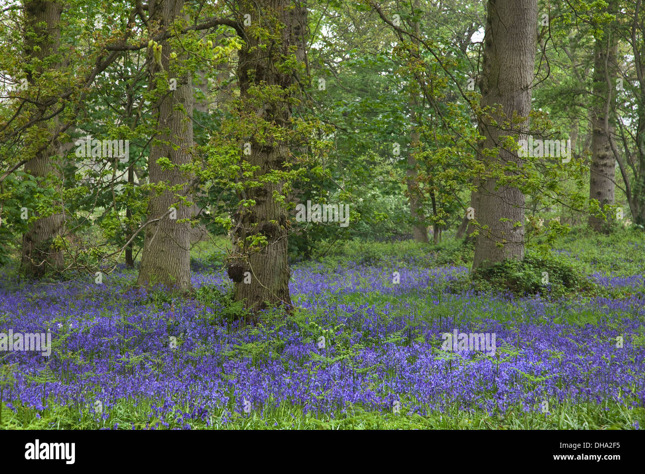 Bluebells im Frühling Stockfoto