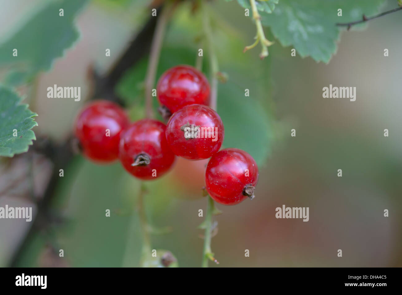 Reife Johannisbeeren Stockfoto