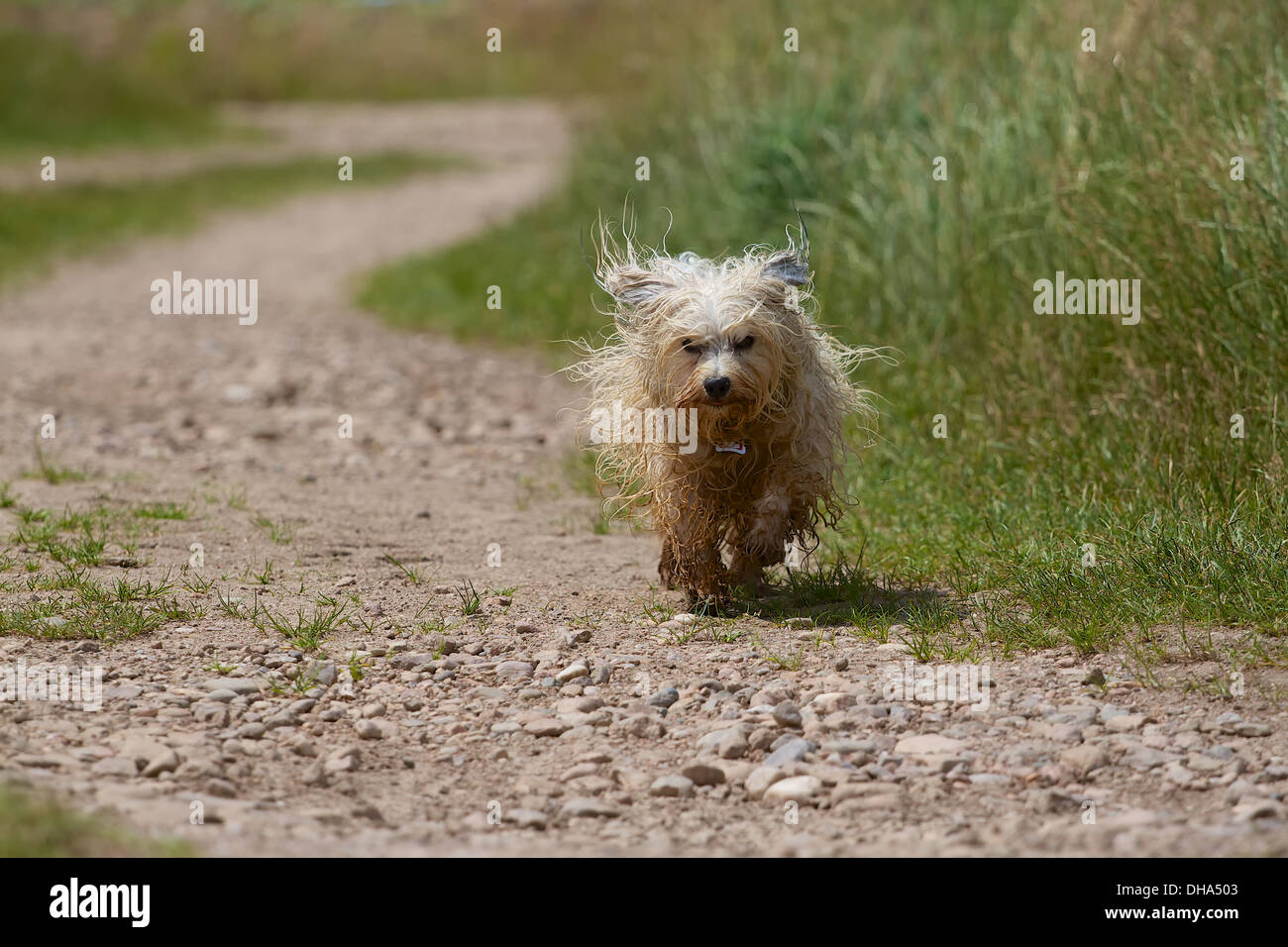 Ein schmutziger, nasser Hund entlang einem Feldweg läuft mit fliegenden Fell saftige Wiesen im Hintergrund. Stockfoto