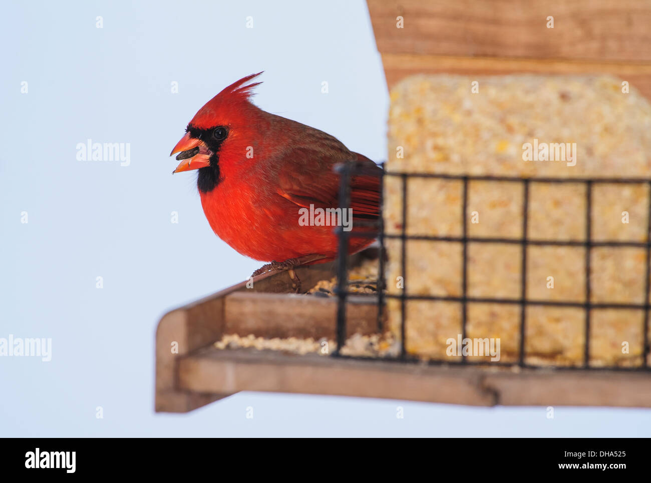 Eine nördliche Kardinal (Cardinalis Cardinalis) Essen auf ein Futterhäuschen für Vögel; Ohio, Vereinigte Staaten von Amerika Stockfoto