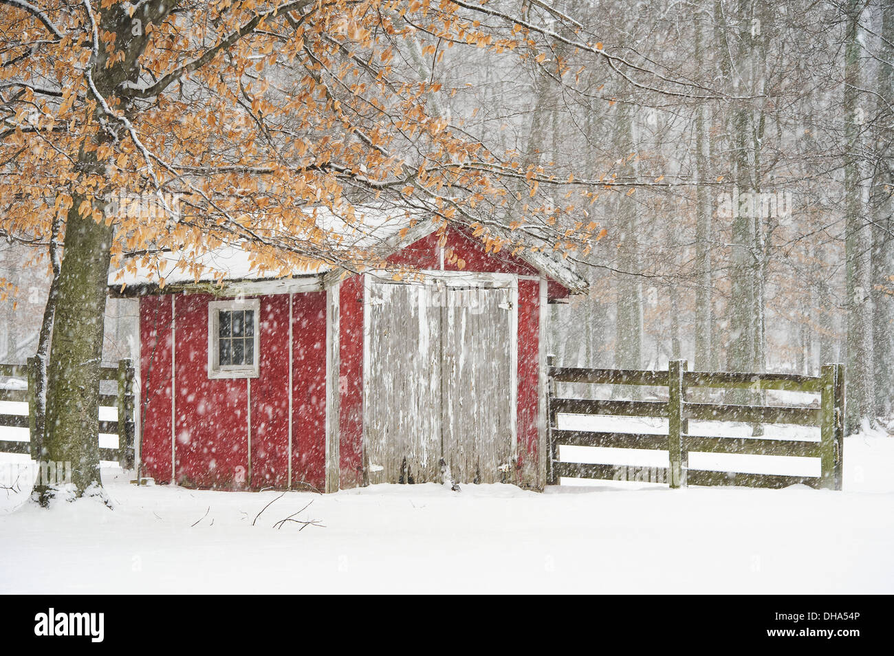 Eine rote Schuppen und Holzzaun umgeben von Bäumen In einem Schneefall; Ohio, Vereinigte Staaten von Amerika Stockfoto