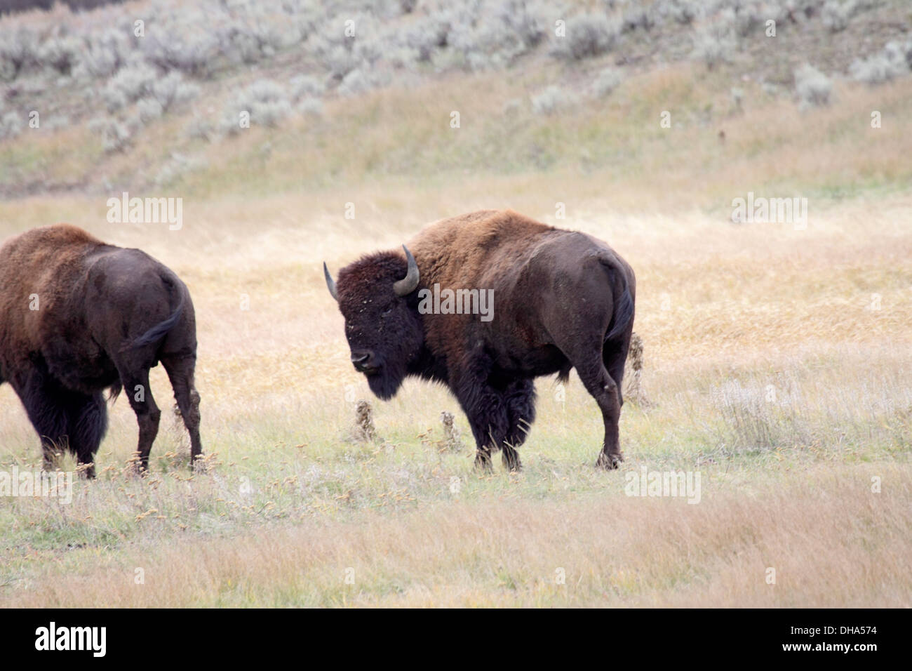 American Bison Bulle mit Herde in Wyoming Stockfoto