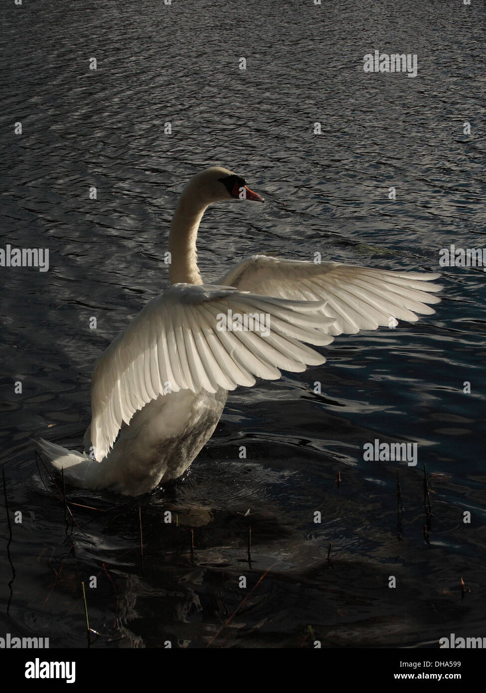 Höckerschwan Stockfoto