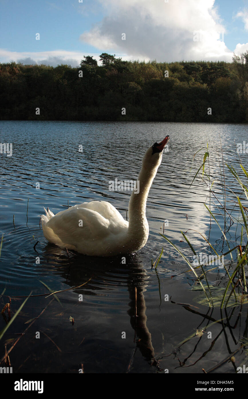 Höckerschwan Stockfoto