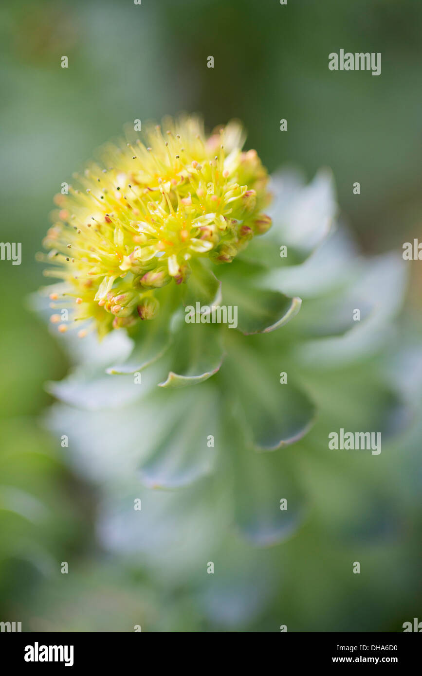 Rose Wurzel, Rhodiola Rosea in der Kräutermedizin verwendet. Nahaufnahme von einzelnen Blütenstand, selektiven Fokus. Stockfoto