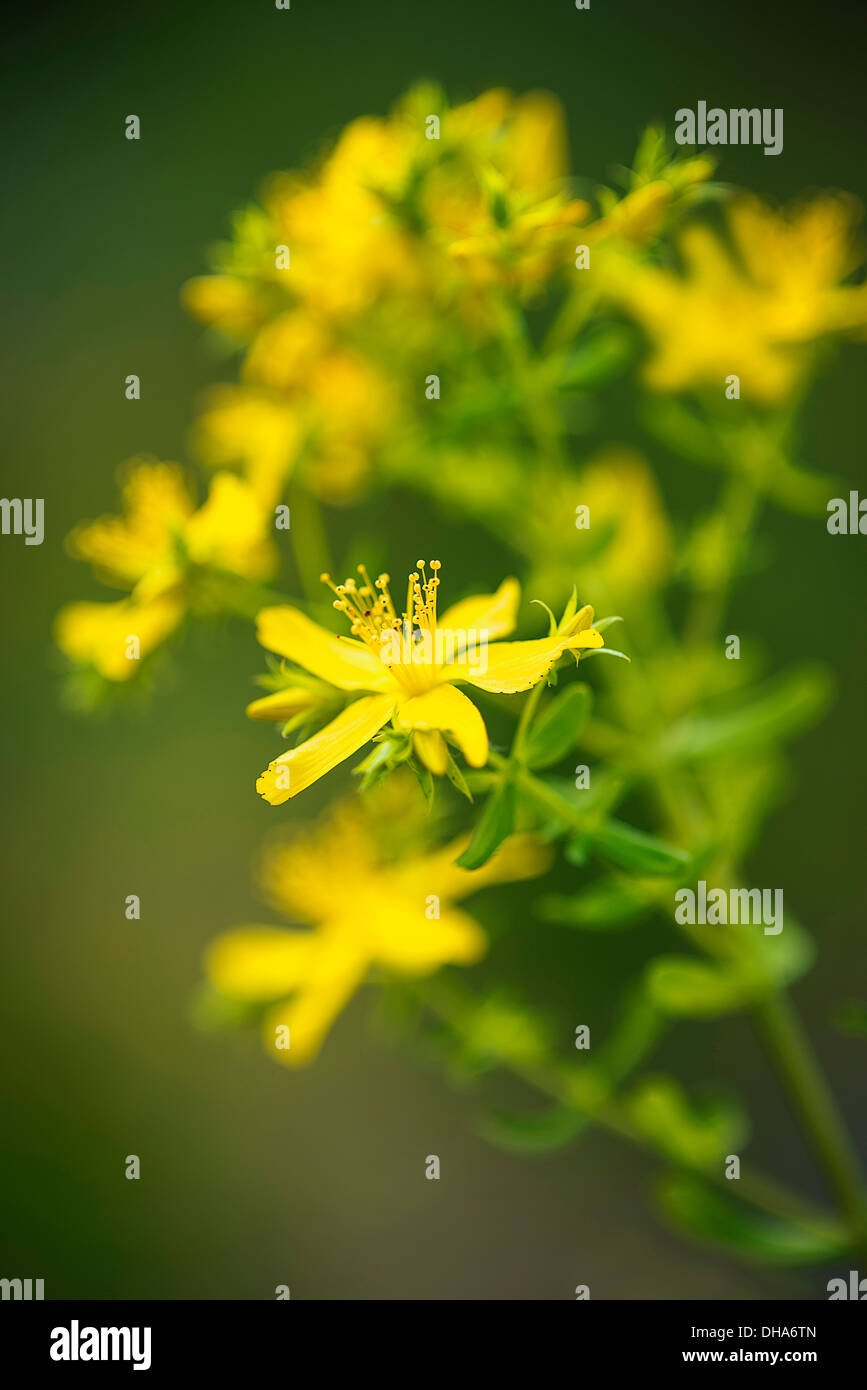 Johanniskraut Johanniskraut Hypericum Perforatum zeigen die gelben Blütentrauben mit hervorstehenden Staubgefäßen gegen dunkelgrün Stockfoto