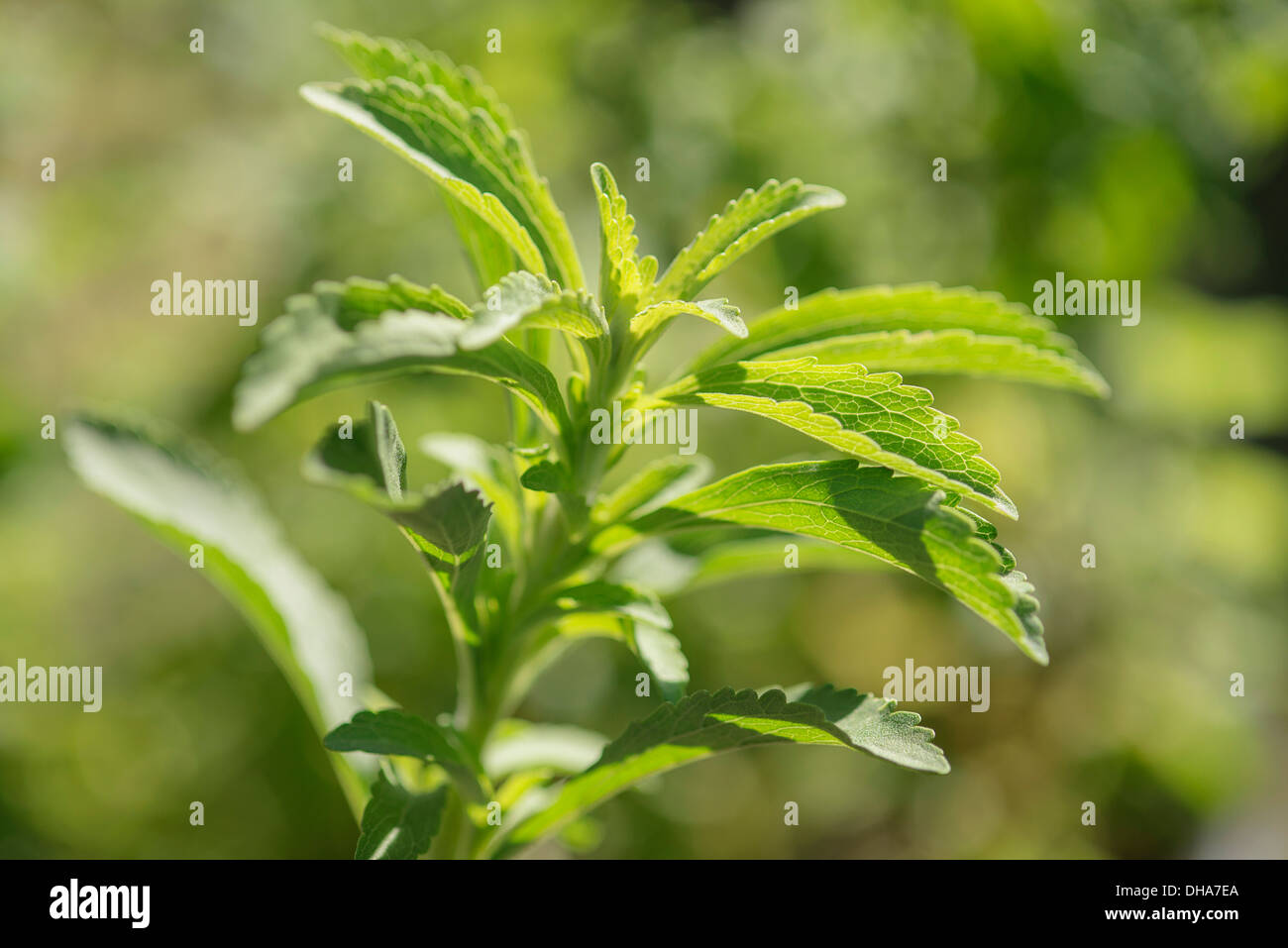 Süße Blatt, Stevia Rebaudiana, ein natürlicher Süßstoff. Nahaufnahme mit gezackten Blättern. Stockfoto