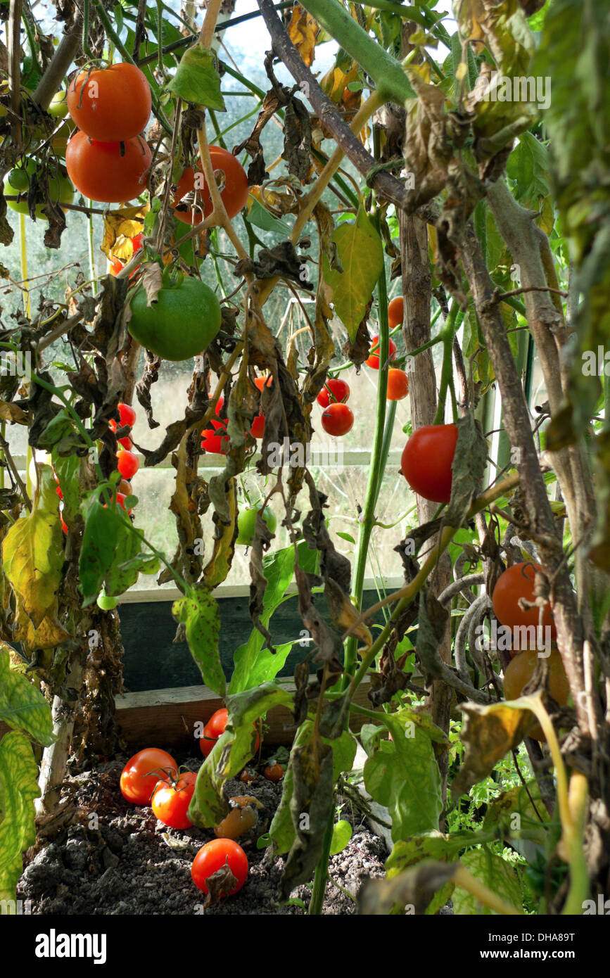 Tomaten mit Schwelken auf Blättern welkend sterben wächst in einem Gewächshaus am Ende der Gartensaison Herbst Carmarthenshire Wales UK KATHY DEWITT Stockfoto