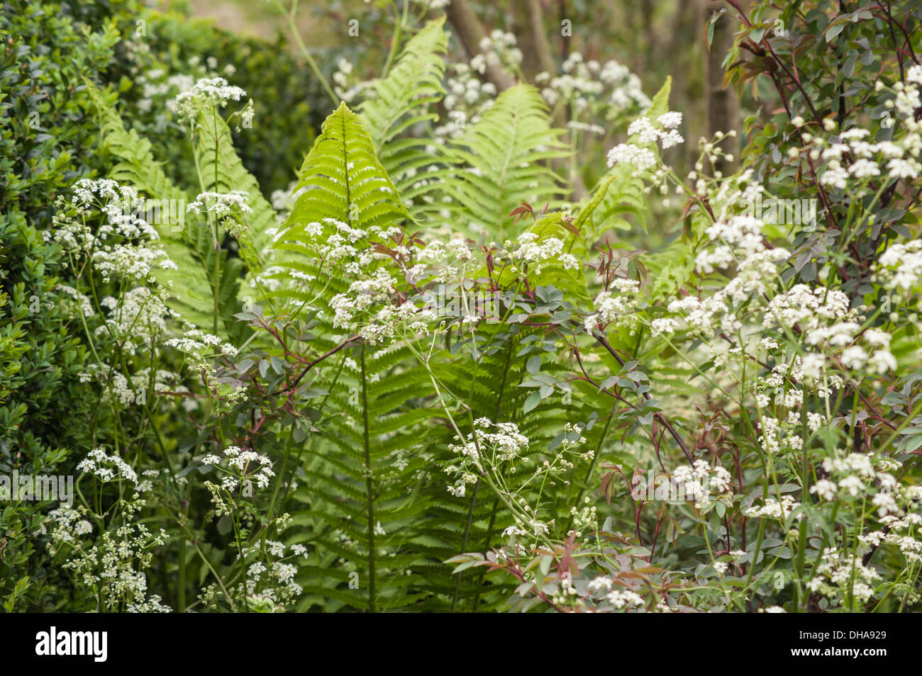 Chelsea Flower Show 2013, Arthritis Research UK, Designer Chris Beardshaw. Gold-Medaille. Stockfoto