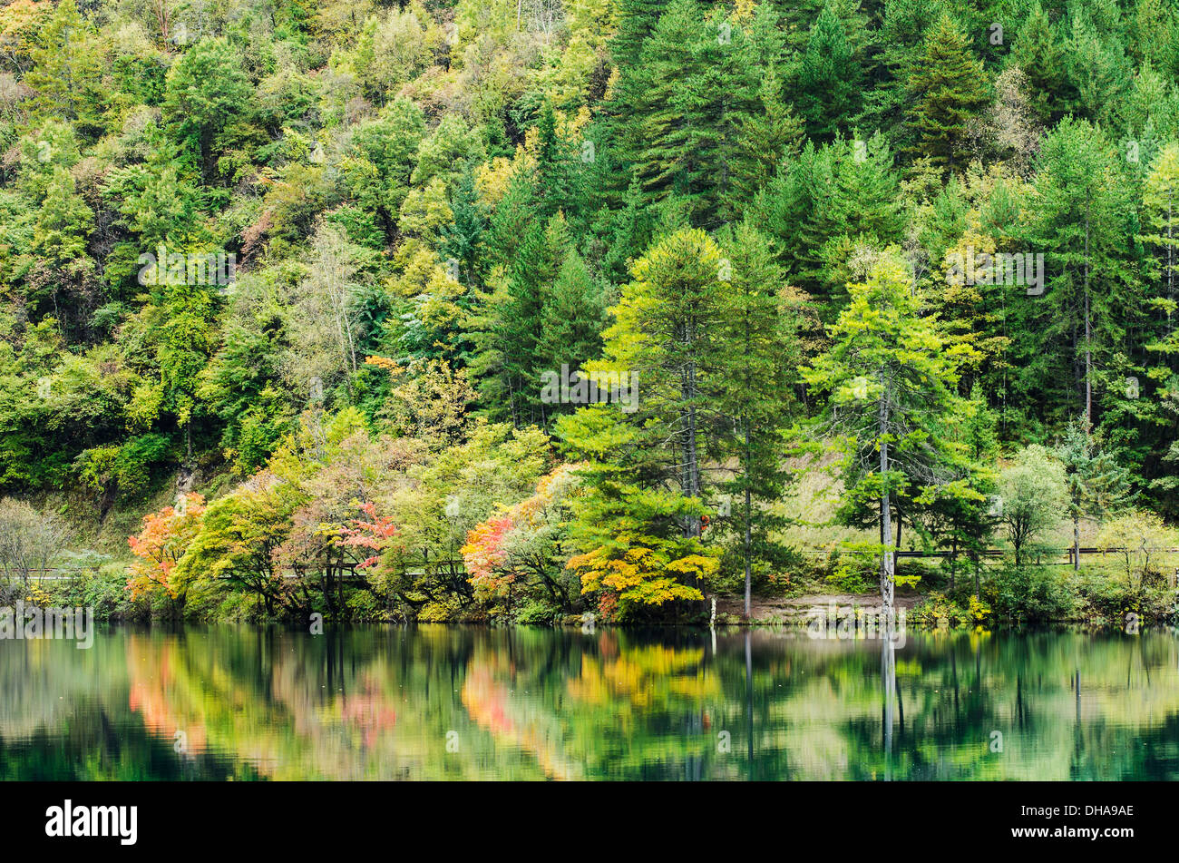 Nadel- und laubabwerfende Bäume In herbstlichen Farben auf einer Küstenlinie spiegelt sich In einem ruhigen See Stockfoto