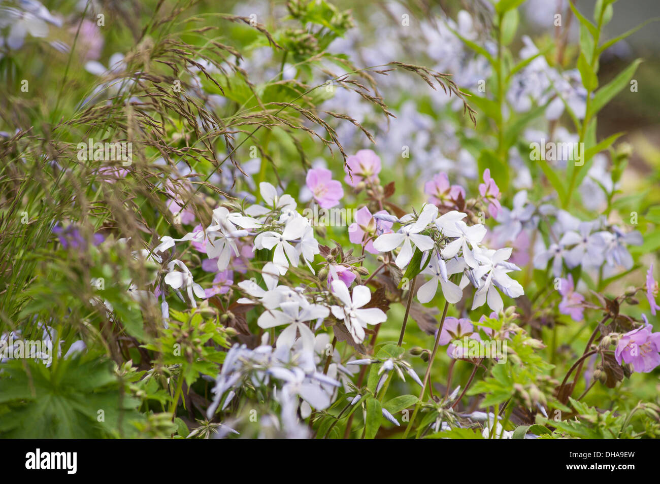 Chelsea Flower Show 2013, RBC Blau Wasser Dachgarten Designer Prof Nigel Dunnett. Gold-Medaille. Stockfoto