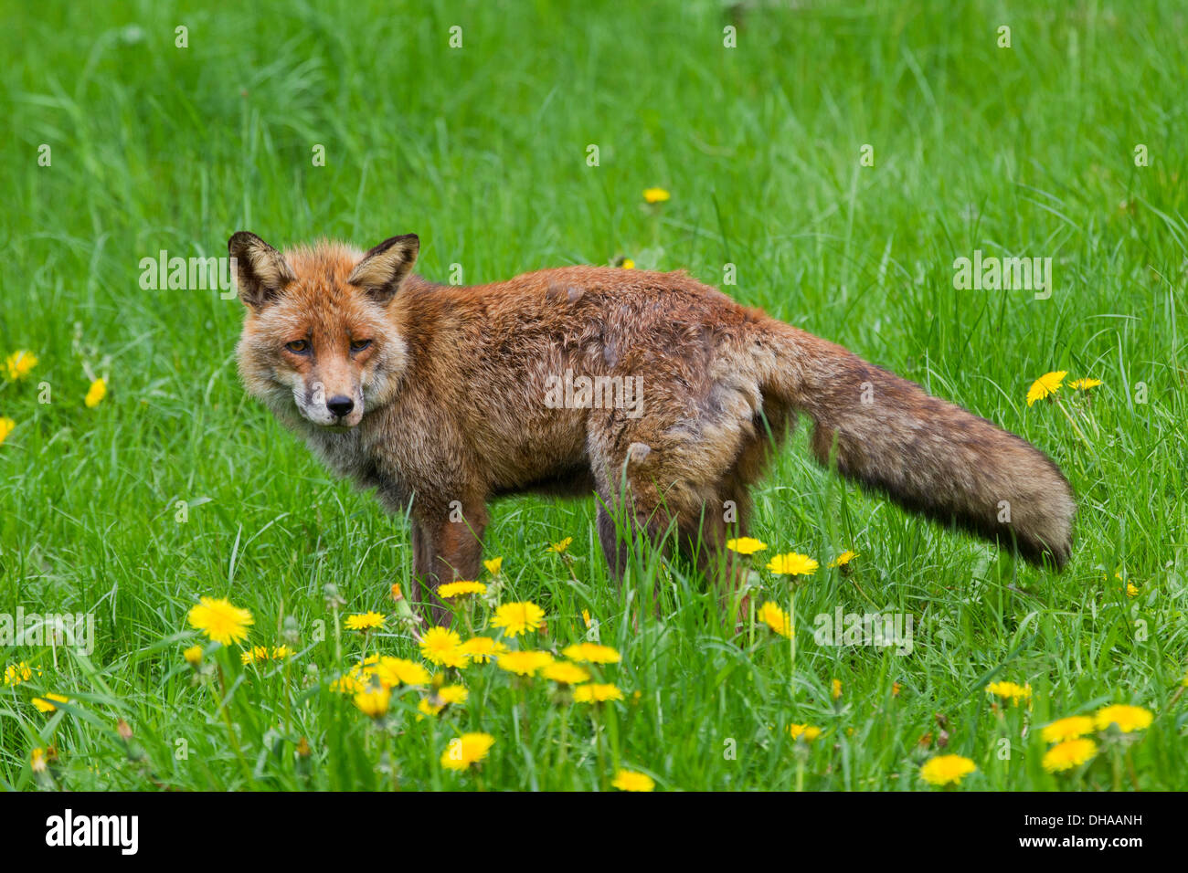 Rotfuchs (Vulpes Vulpes) mit struppiges Fell auf Wiese mit Wildblumen im Sommer Stockfoto