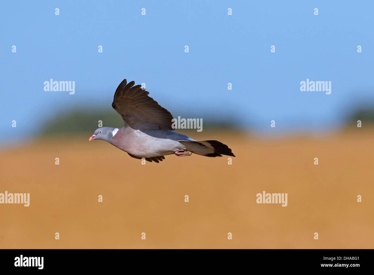 Gemeinsamen Ringeltaube (Columba Palumbus) überfliegen Kornfeld / Weizen Feld in Ackerland Stockfoto