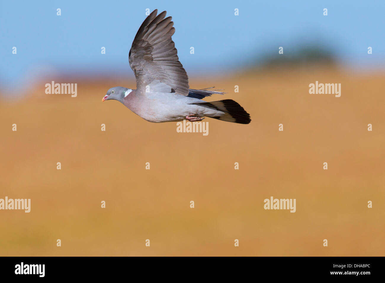 Gemeinsamen Ringeltaube (Columba Palumbus) überfliegen Kornfeld / Weizen Feld in Ackerland Stockfoto