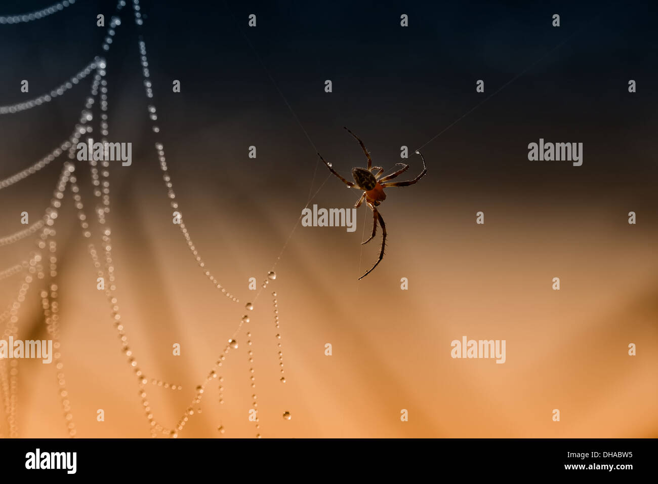 Spinnennetz mit Tau benetzt von der Spinne gut bewacht. Hintergrund in blau und orange gefärbt. Stockfoto