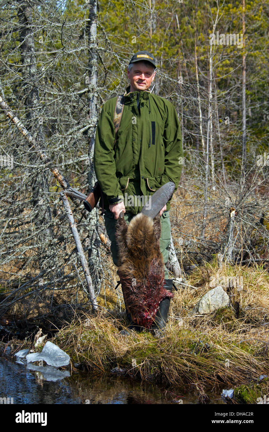 Jäger hält getötet Eurasische Biber / europäische Biber (Castor Fiber) schoss mit Gewehr in der Nähe von Teich, Dalarna, Schweden, Scandinavia Stockfoto