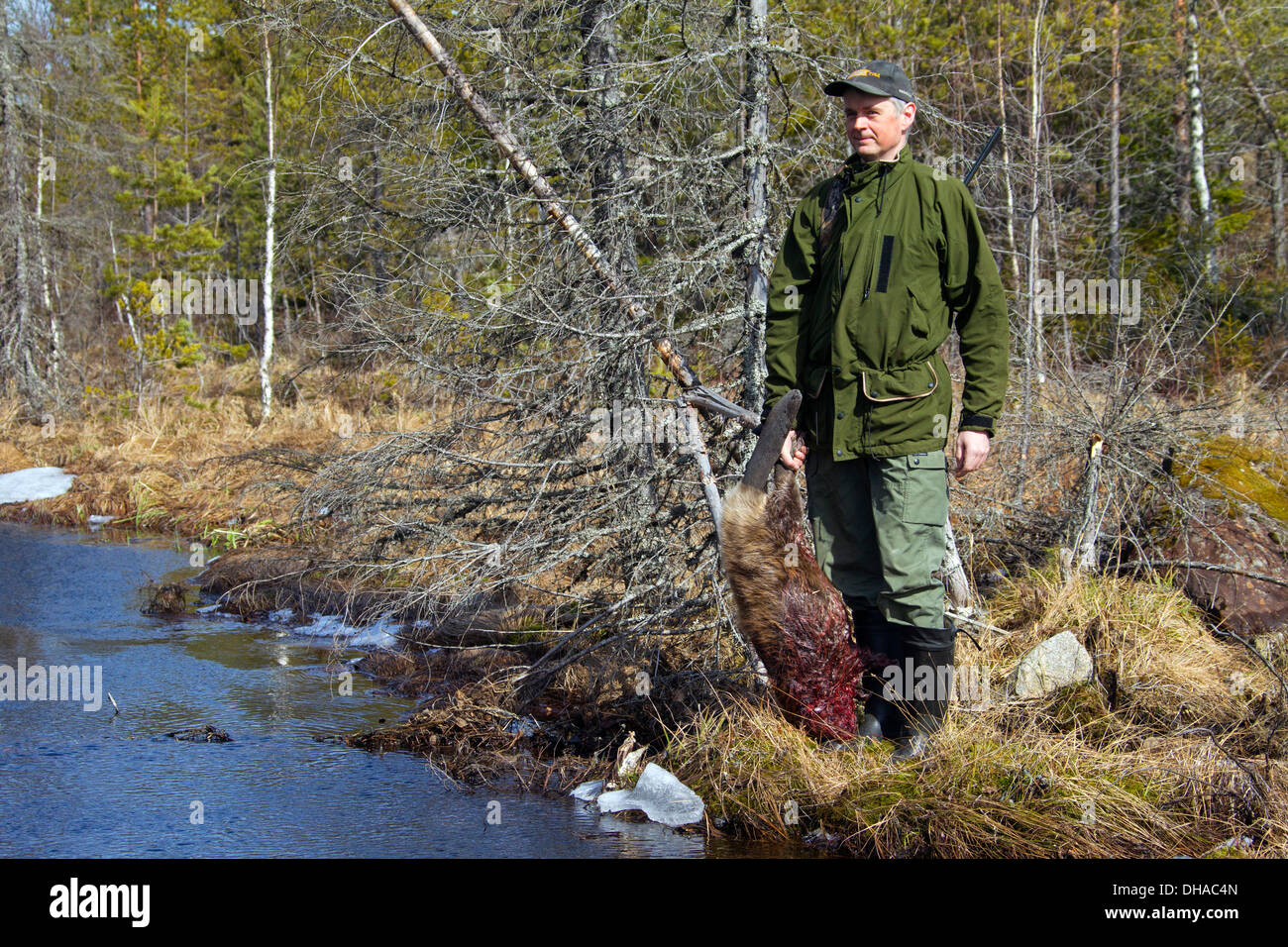 Jäger hält getötet Eurasische Biber / europäische Biber (Castor Fiber) schoss mit Gewehr in der Nähe von Teich, Dalarna, Schweden, Scandinavia Stockfoto