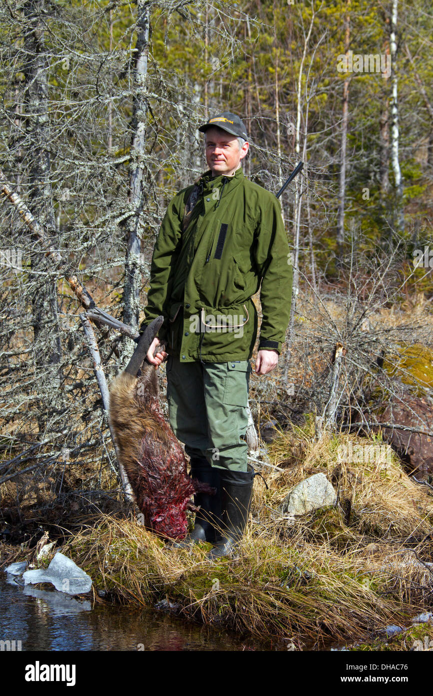 Jäger hält getötet Eurasische Biber / europäische Biber (Castor Fiber) schoss mit Gewehr in der Nähe von Teich, Dalarna, Schweden, Scandinavia Stockfoto