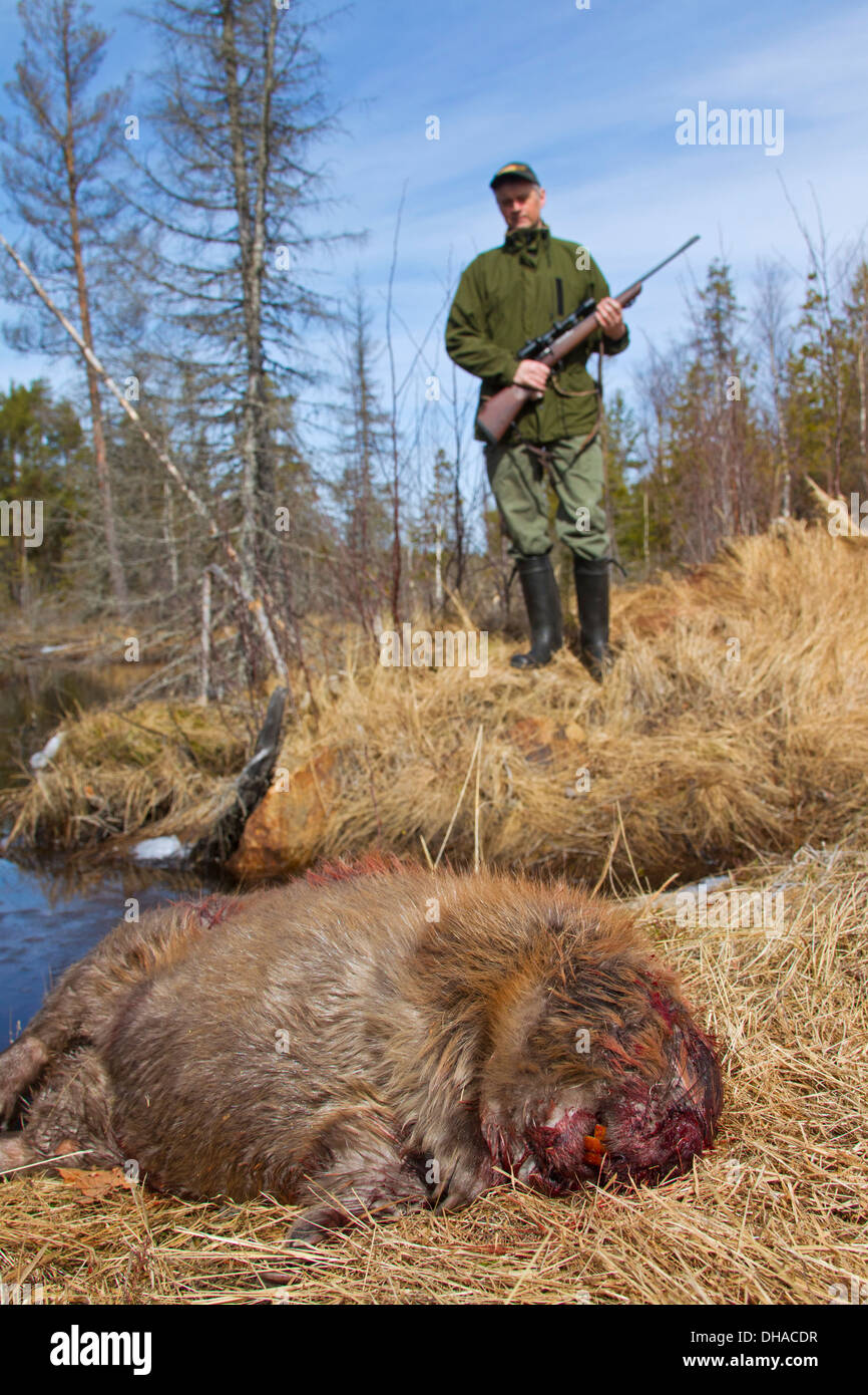 Jäger mit getöteten eurasischen / europäische Biber (Castor Fiber) schoss mit Gewehr in der Nähe von Teich, Dalarna, Schweden, Scandinavia Stockfoto