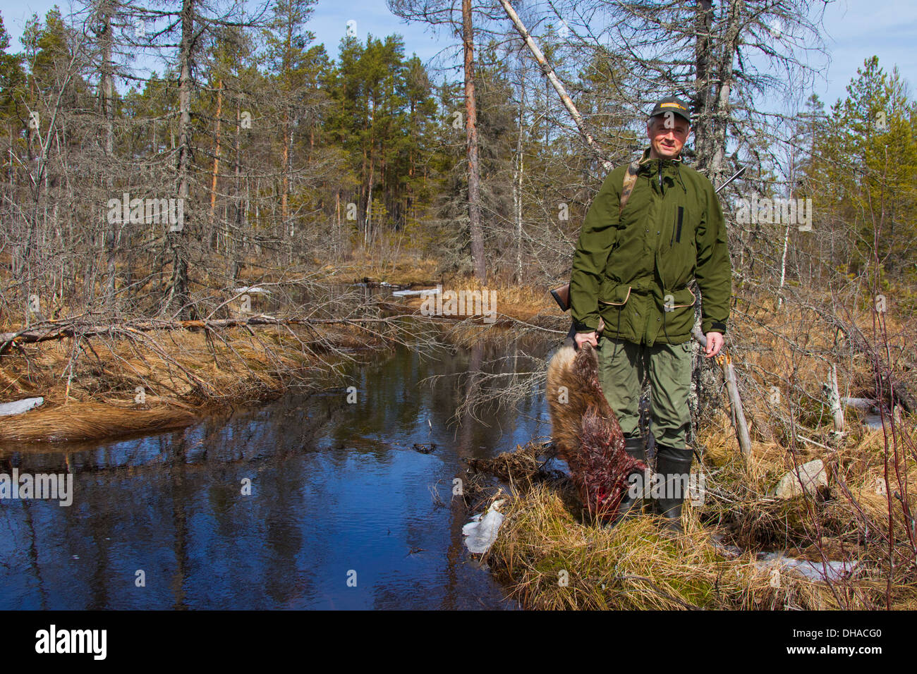 Jäger hält getötet Eurasische Biber / europäische Biber (Castor Fiber) schoss mit Gewehr in der Nähe von Teich, Dalarna, Schweden, Scandinavia Stockfoto