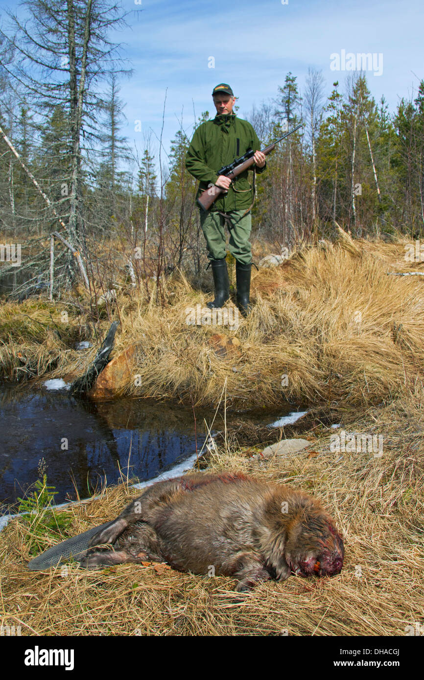 Jäger mit getöteten eurasischen / europäische Biber (Castor Fiber) schoss mit Gewehr in der Nähe von Teich, Dalarna, Schweden, Scandinavia Stockfoto