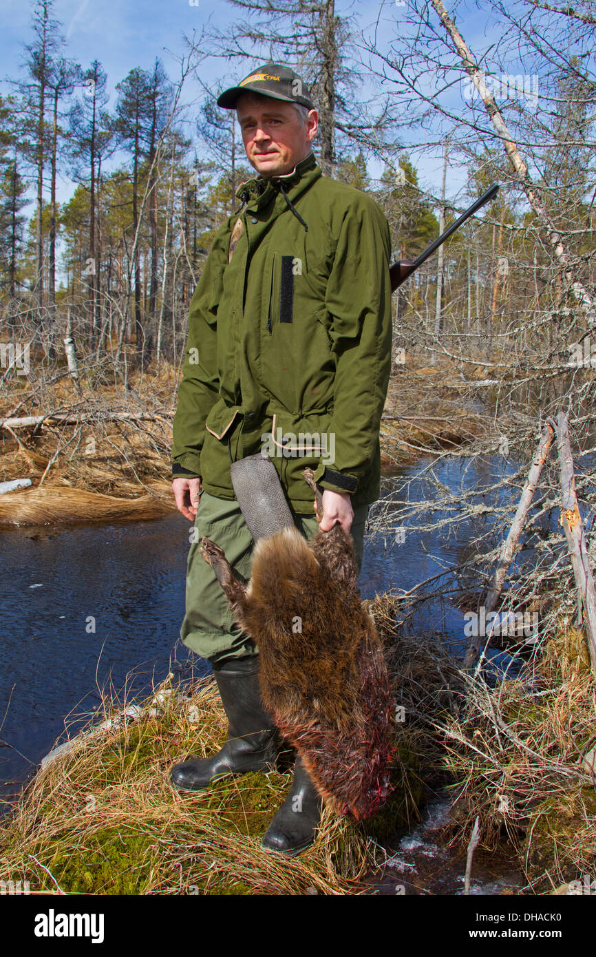 Jäger hält getötet Eurasische Biber / europäische Biber (Castor Fiber) schoss mit Gewehr in der Nähe von Teich, Dalarna, Schweden, Scandinavia Stockfoto