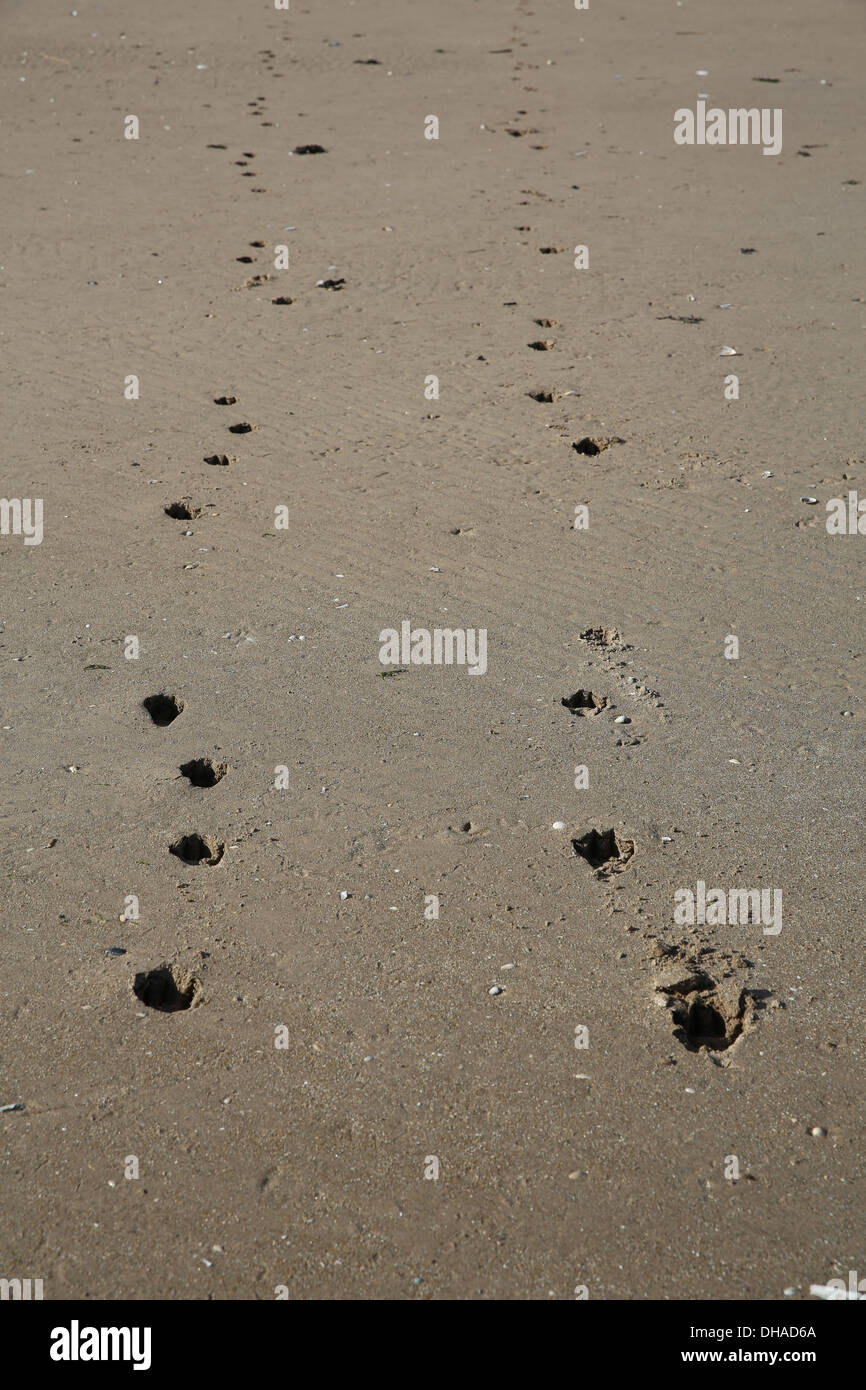 PawPrints eines Hundes in den Sand zu St Andrews Scotland Stockfoto