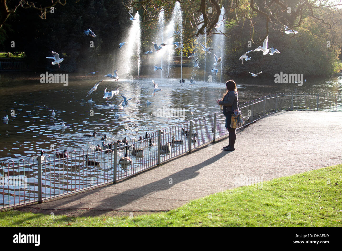 Frau, Fütterung der Vögel, Jephson Gärten, Leamington Spa UK Stockfoto