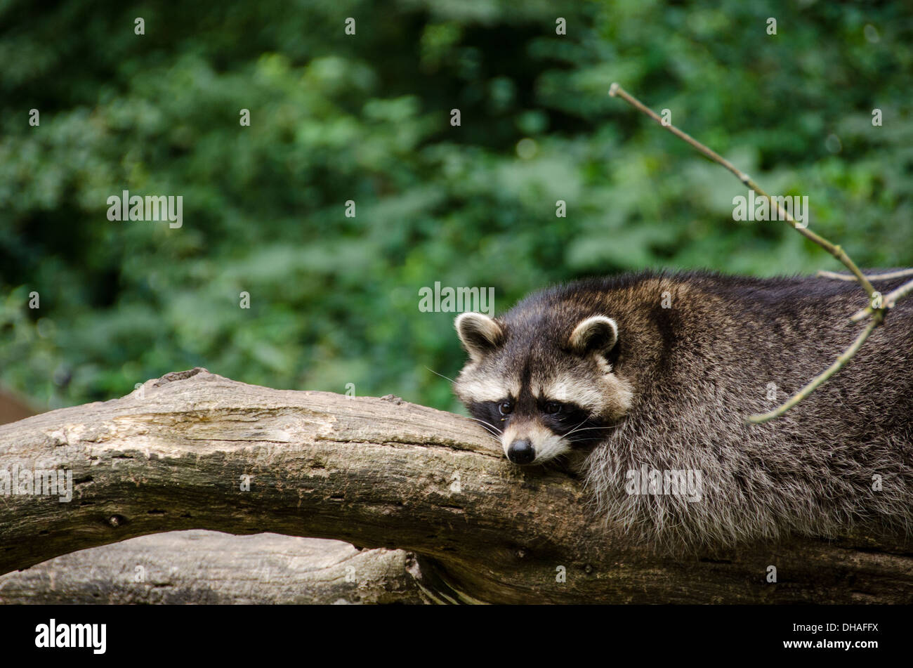 Waschbär, procyon lotor sitzt auf einem Ast und Suchen Stockfoto