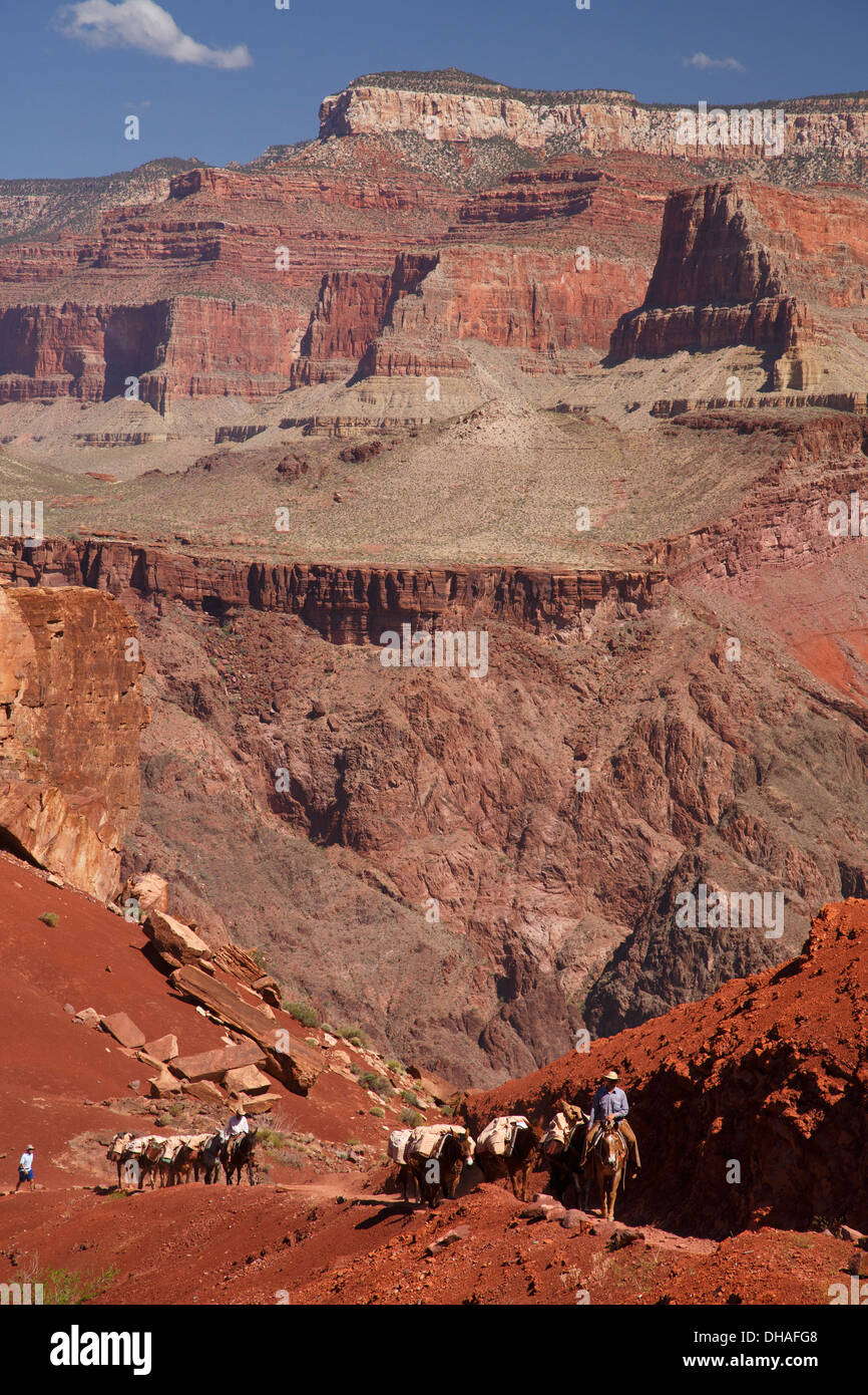 Maultiere auf dem South Kaibab Trail, Grand Canyon Nationalpark in Arizona zu packen. Stockfoto