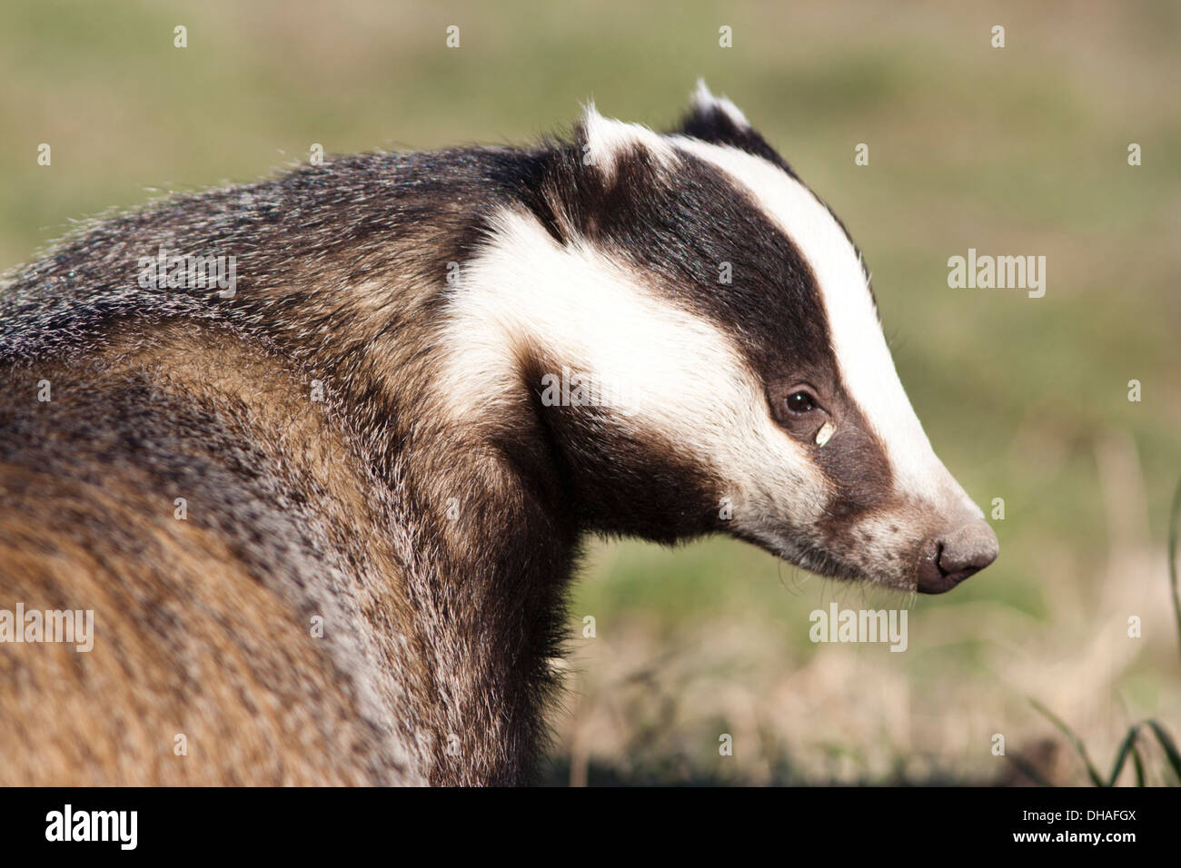 Nach Badger in Großbritannien. Winter Stockfoto