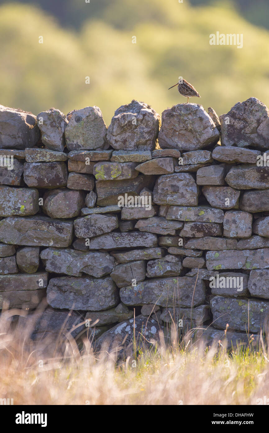 Bekassine (Gallinago Gallinago) saß auf Trockenmauer im morgendlichen Sonnenlicht. Yorkshire Dales, North Yorkshire, England UK Stockfoto