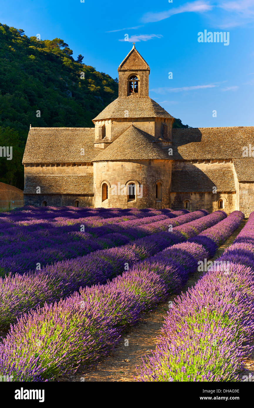 Die 12. Jahrhundert Romanesque Zisterzienser Abtei Notre-Dame von Senanque, in blühenden Lavendel Felder der Provence. Stockfoto