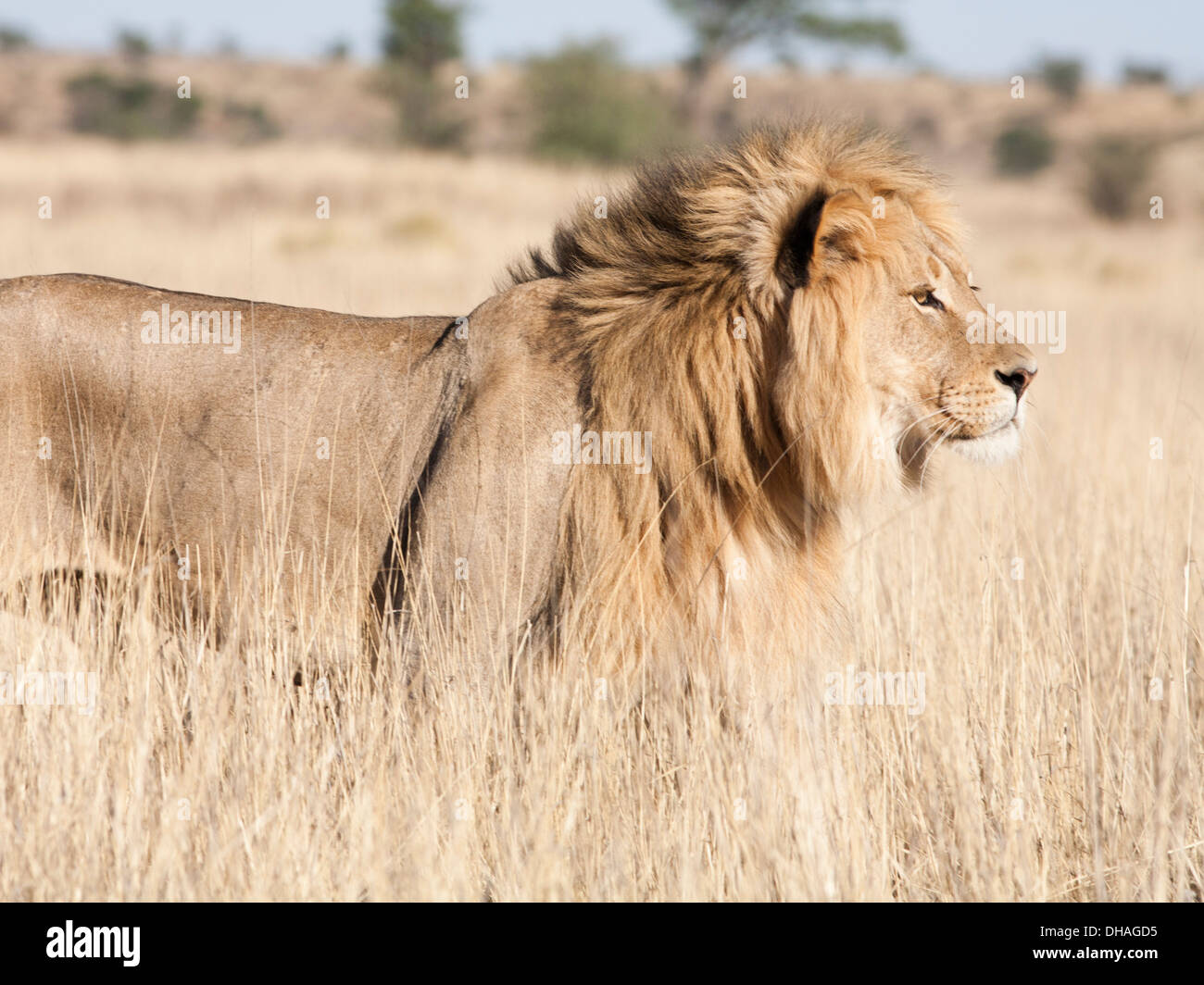 Schwarz-maned afrikanischen Löwen zu Fuß in der Kalahari-Wüste Stockfoto