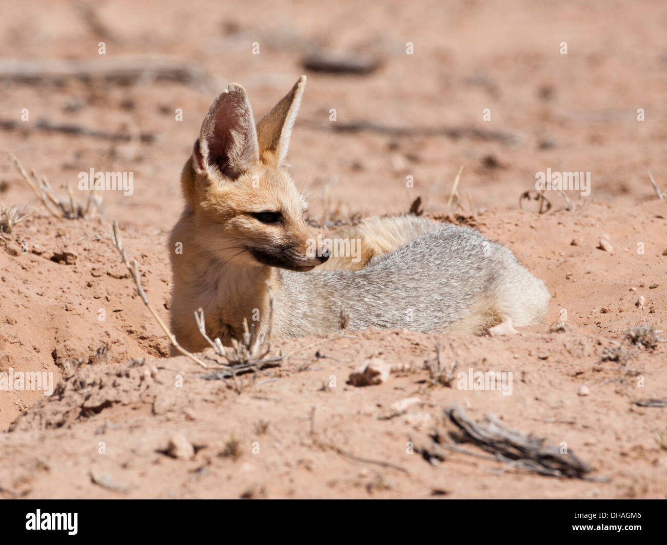 Cape Fox (vulpes Chama) in der Kalahari Wüste, Südafrika Stockfoto