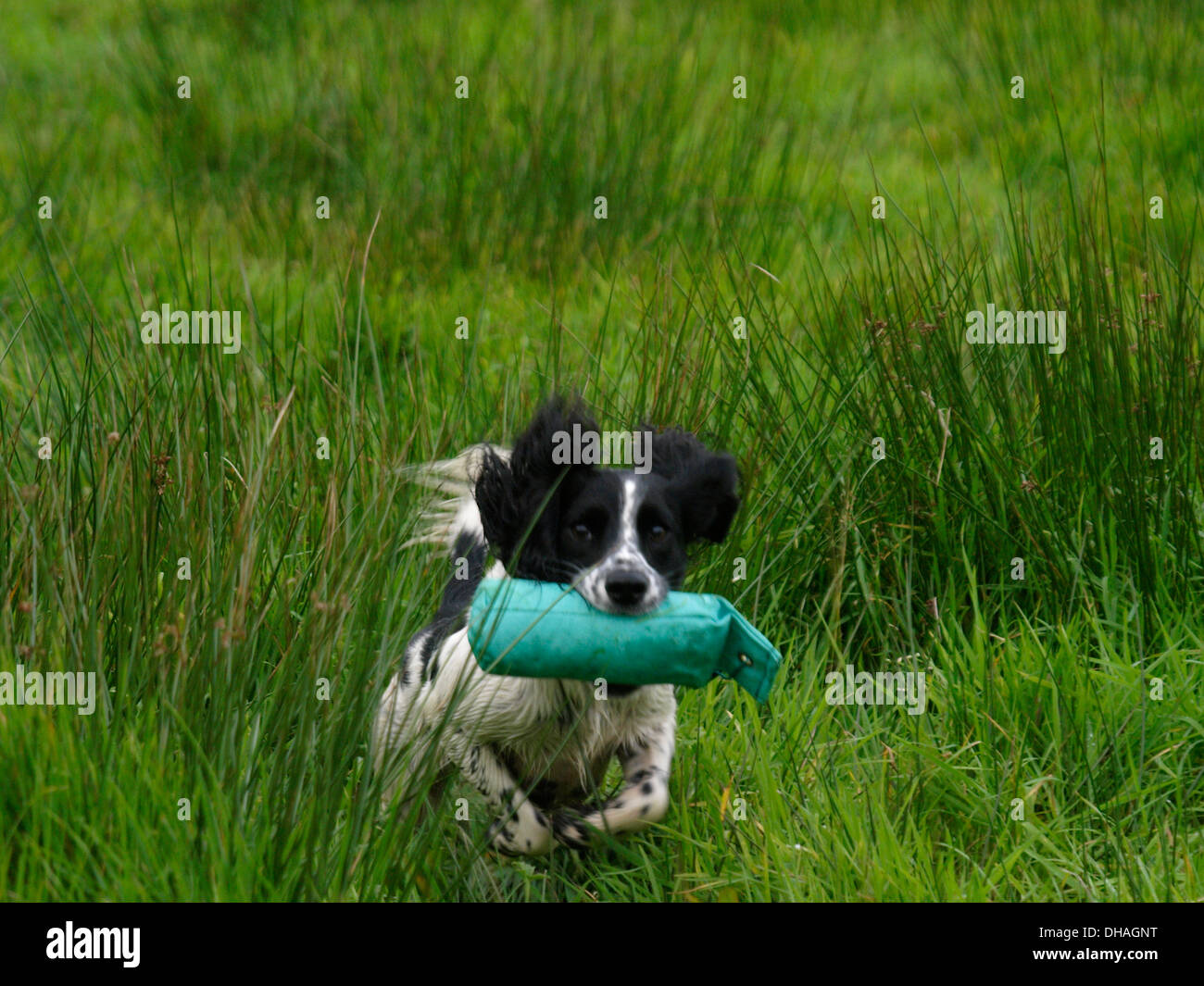 Working Cocker Spaniel Gun Dog holt eine Trainingshilfe, Cornwall, Großbritannien Stockfoto