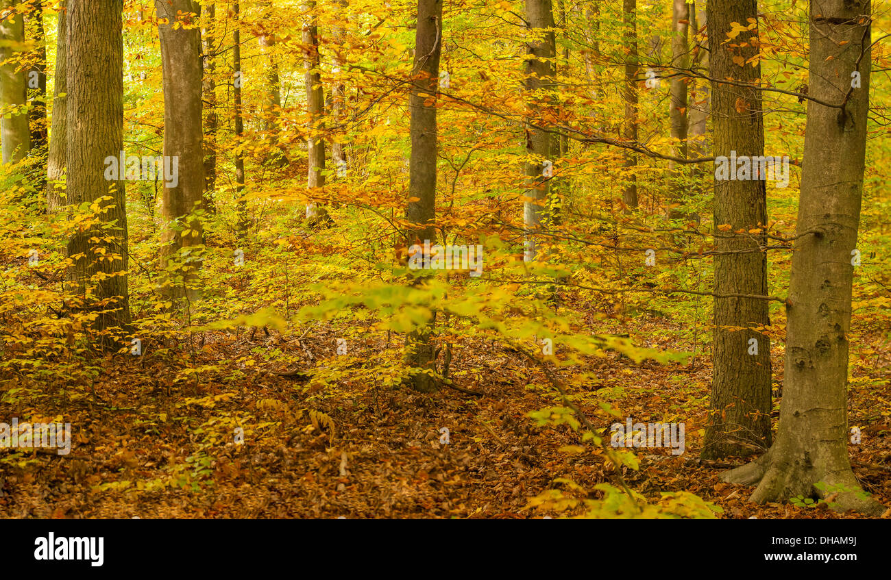 Herbstwald Stockfoto