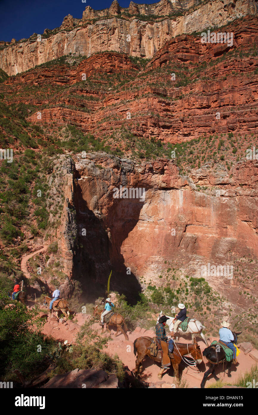 Maultiere auf der Bright Angel Trail, Grand Canyon Nationalpark in Arizona. Stockfoto