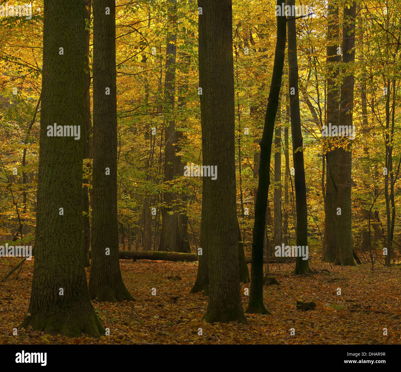 Herbstwald Stockfoto