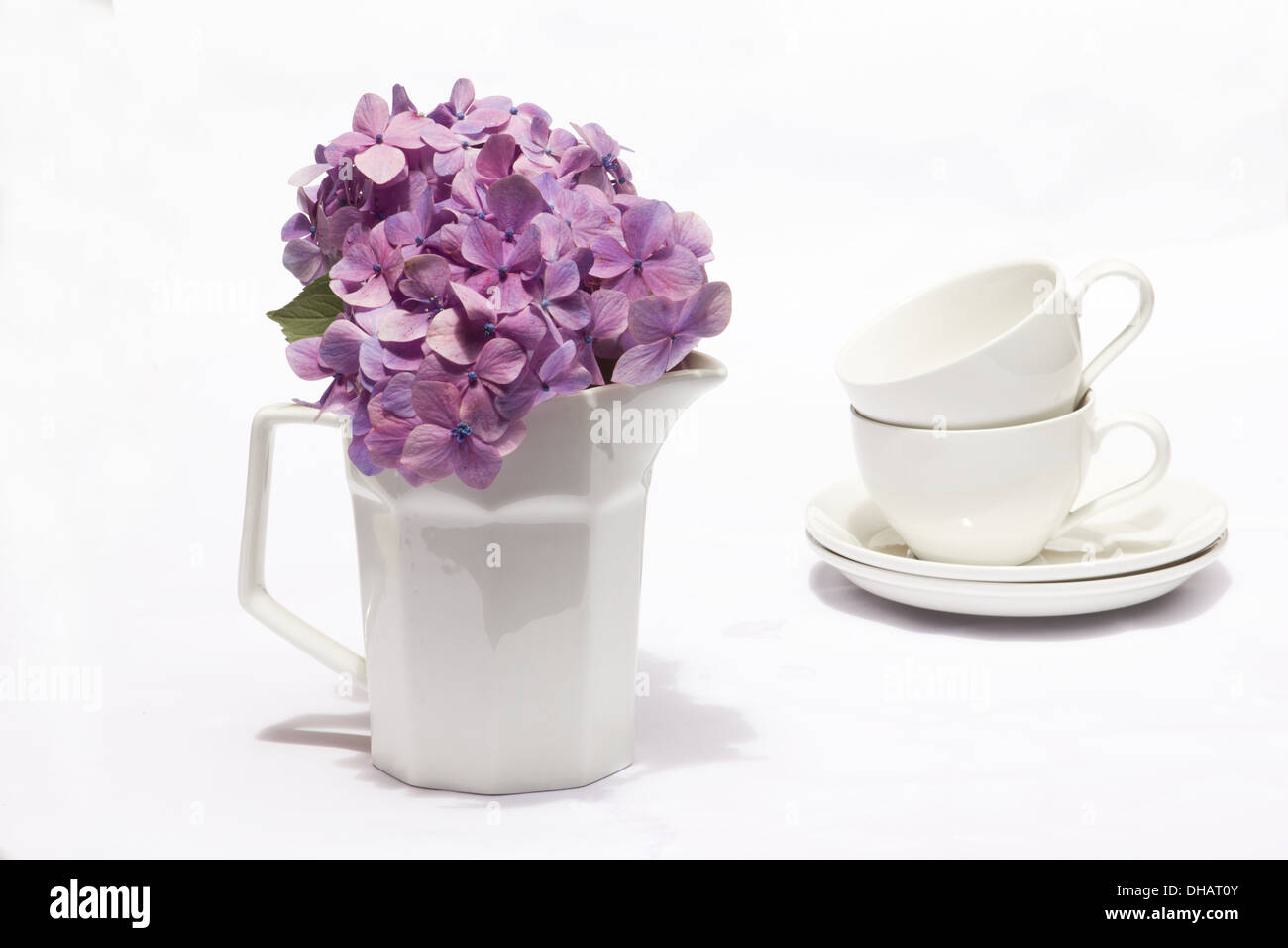 Hydrangea blüht und Kaffeetassen auf weißem Hintergrund Stockfoto