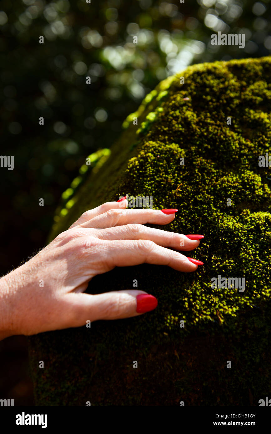Eine Dame Hand hautnah mit roten Fingernägeln auf einem bemoosten Felsen Stockfoto