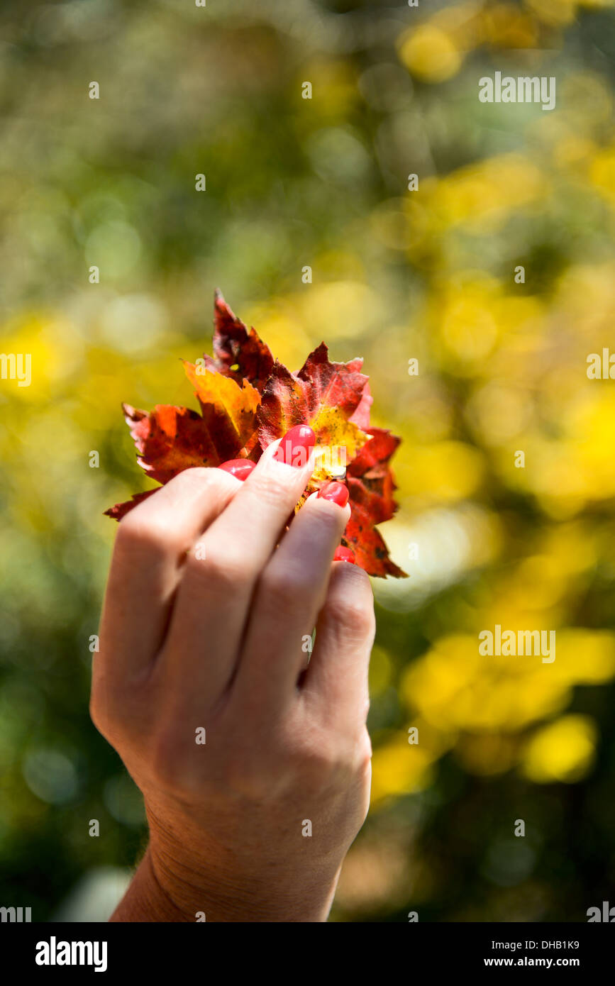 Eine Damen-Hand mit roten Finger Nägel halten Herbstlaub Stockfoto