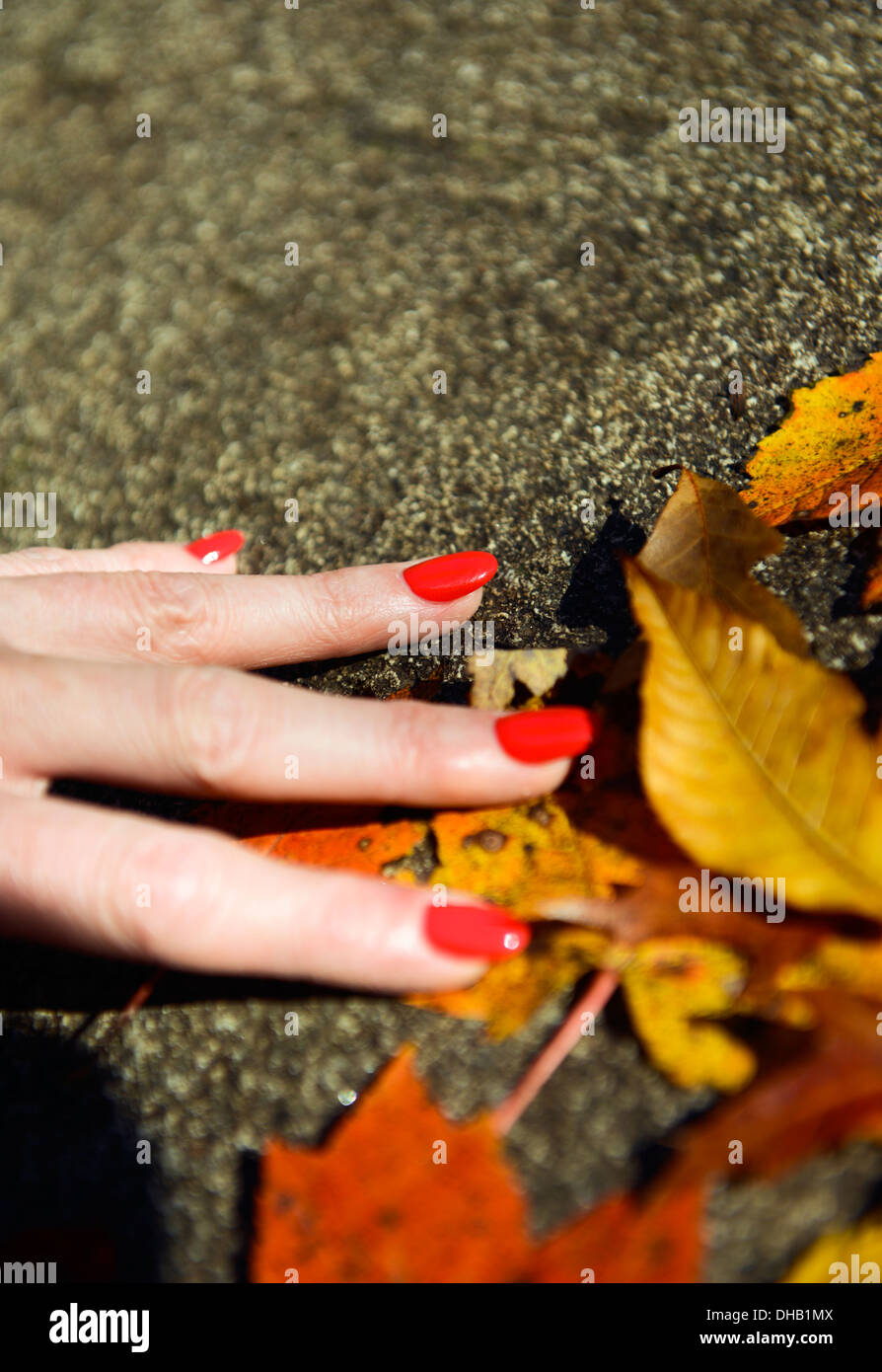 Eine Ladiy Hand mit roten Finger Nägel halten Herbstlaub Stockfoto
