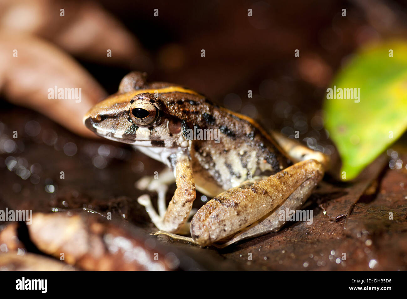Craugastor Frog Arten - La Laguna del Lagarto Lodge - Boca Tapada San Carlos costarica Stockfoto