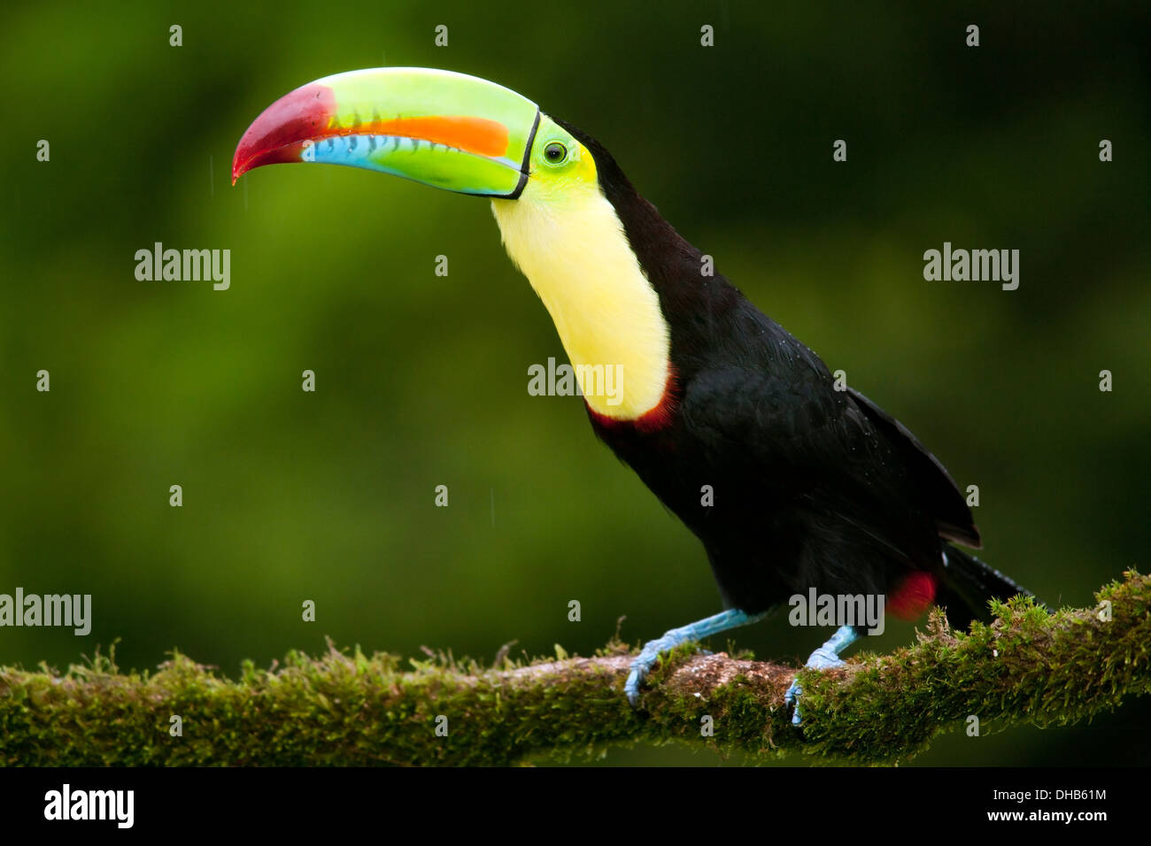 Kiel-billed Toucan - La Laguna del Lagarto Lodge - Boca Tapada, San Carlos, Costa Rica Stockfoto