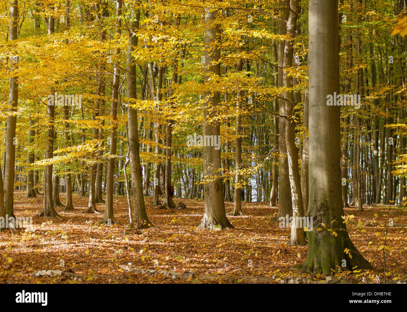 Herbstwald Stockfoto