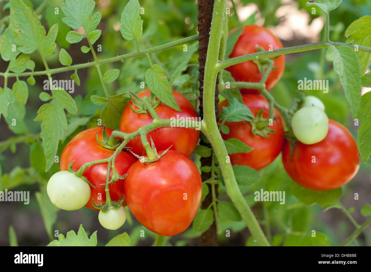 Tomaten in einem Gemüsegarten Stockfoto