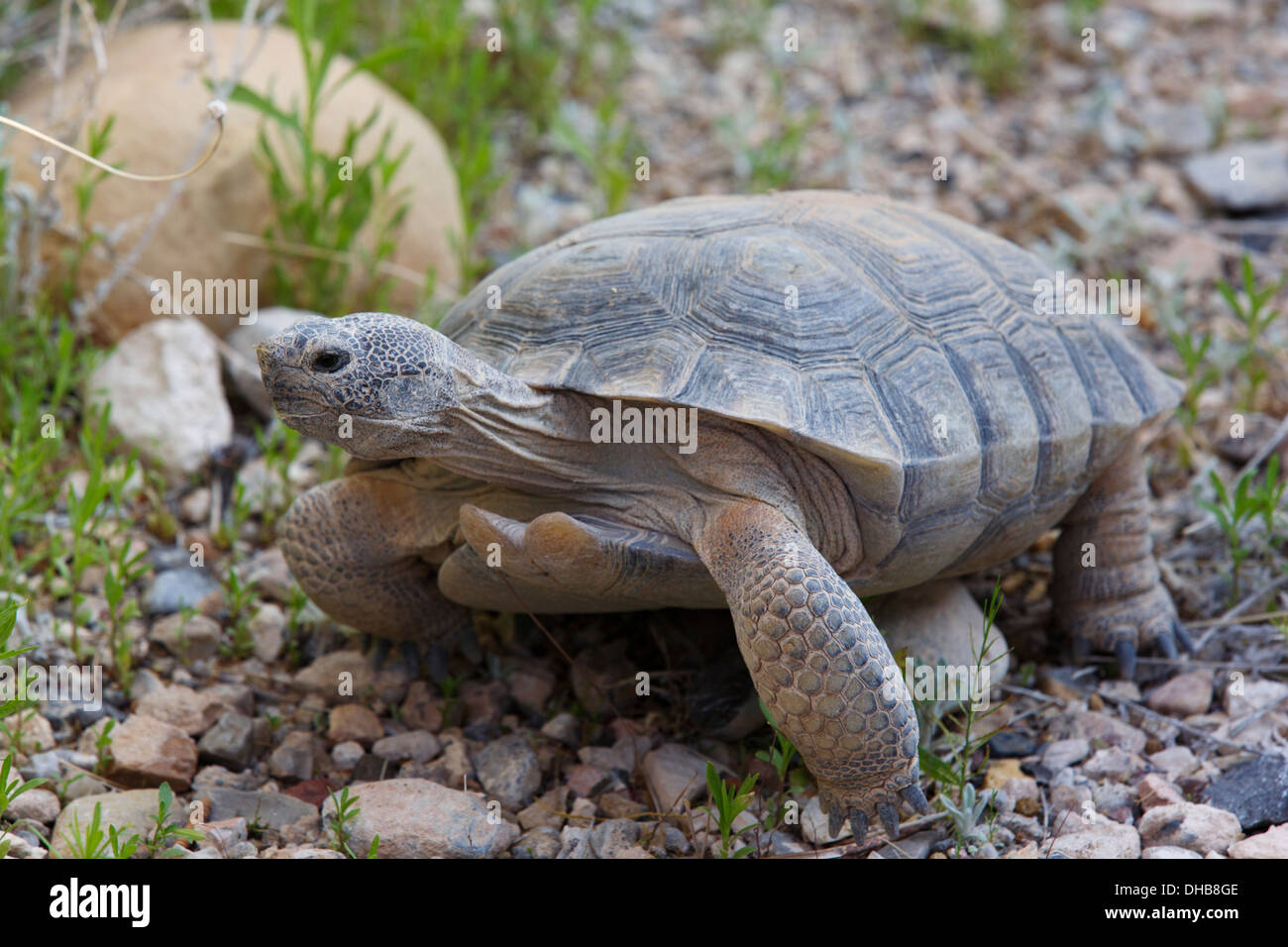 Wüste Schildkröte am Red Rock Canyon National Conservation Area Visitor Center, Las Vegas, Nevada Stockfoto