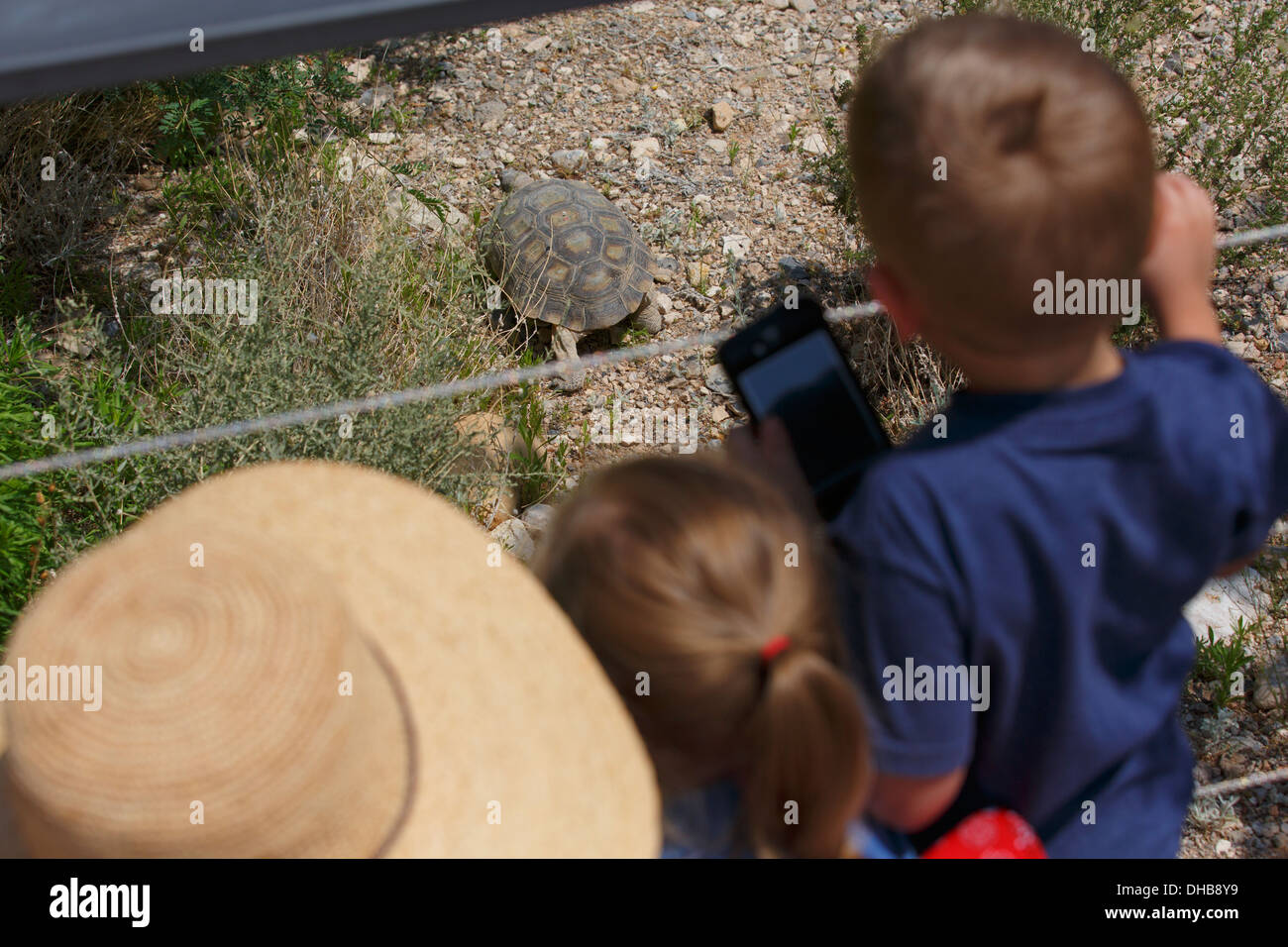 Wüste Schildkröte am Red Rock Canyon National Conservation Area Visitor Center, Las Vegas, Nevada Stockfoto