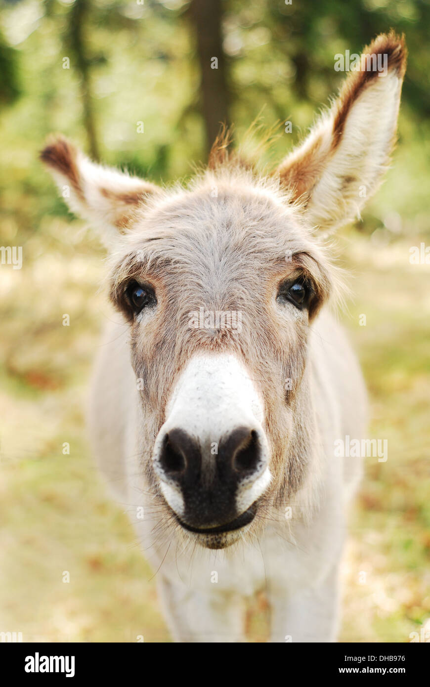 Neugieriger esel -Fotos und -Bildmaterial in hoher Auflösung – Alamy